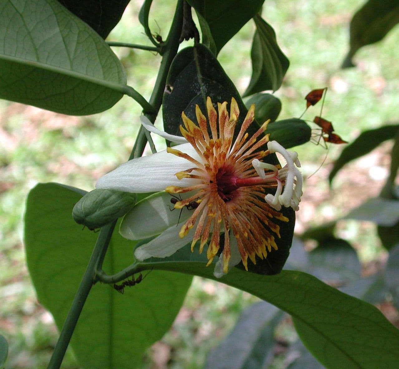 Passiflora 3