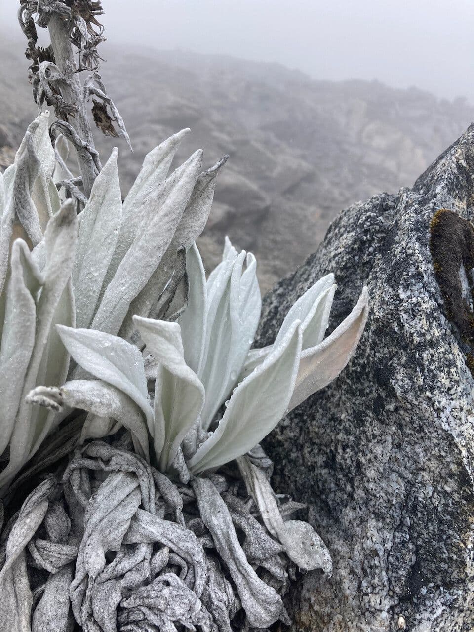Senecio 18