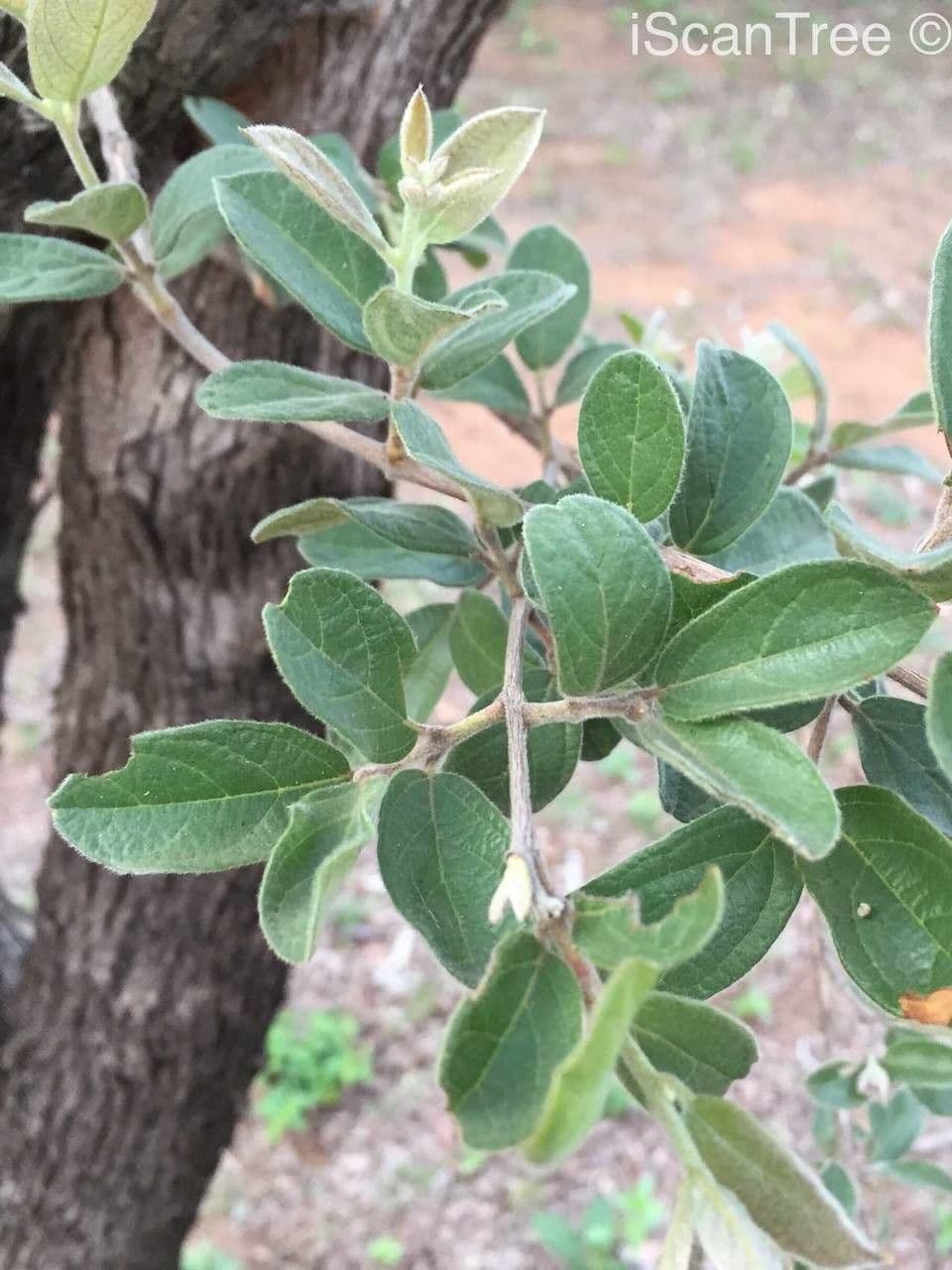 Combretum hereroense 13