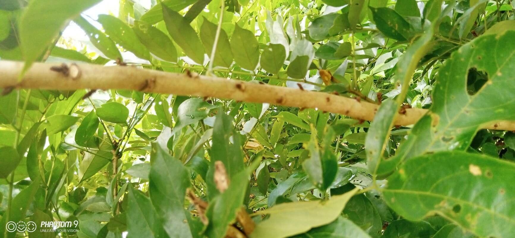 Millettia 3