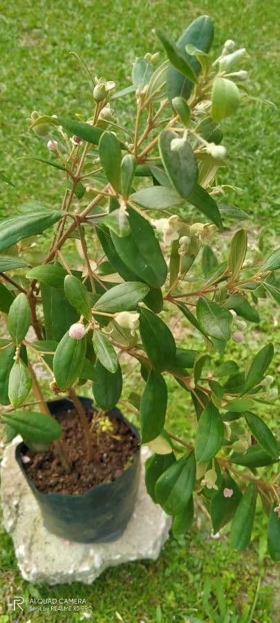 Mirto tomentoso 2