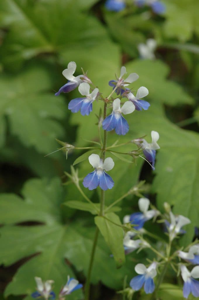 Collinsia primaverile 10
