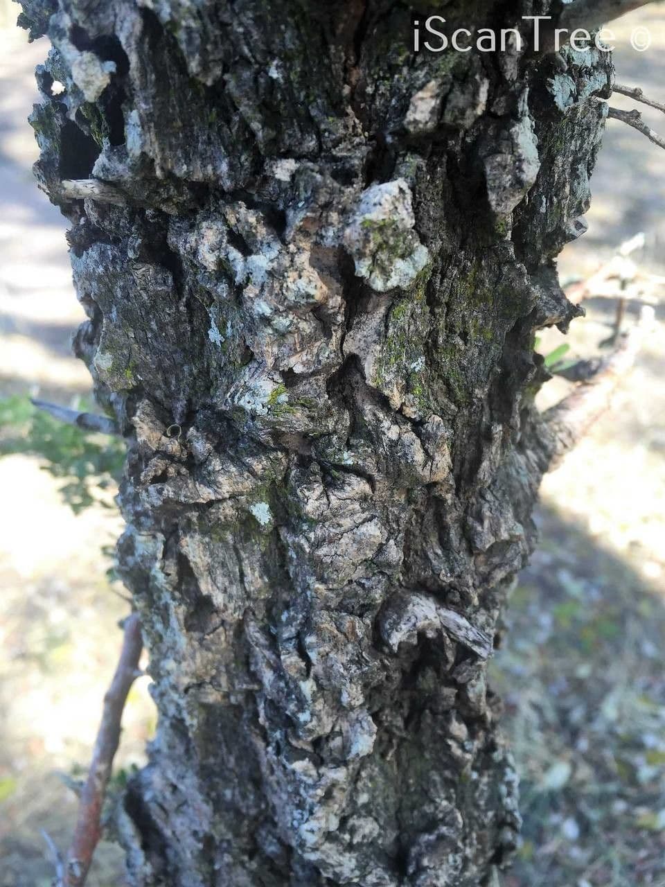 Ormocarpum 23
