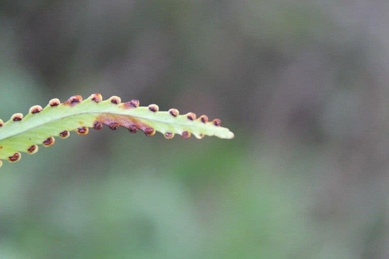 Nephrolepis 20