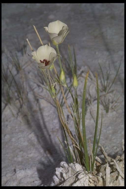Calochortus 4