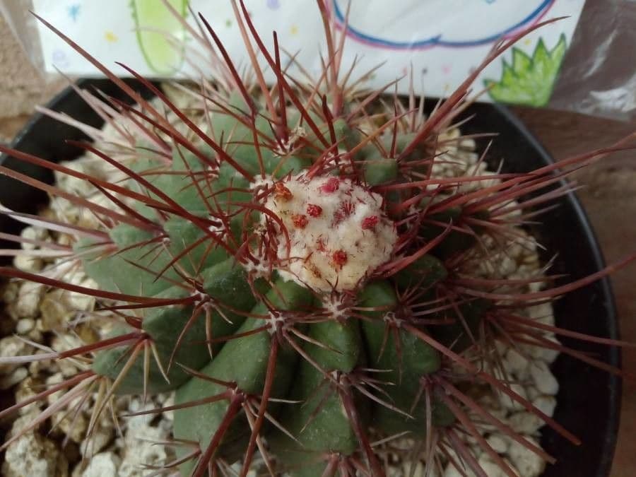 Melocactus 11