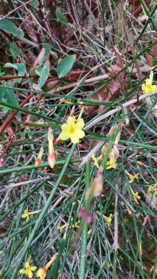 Winter-Jasmin 19