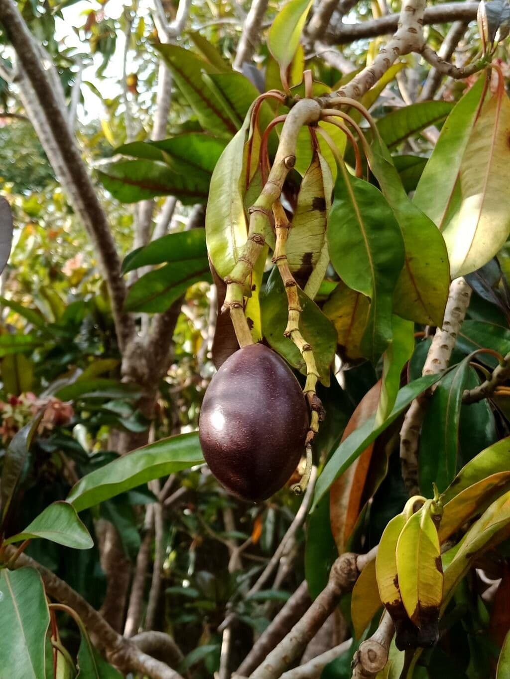 Cerbera 4