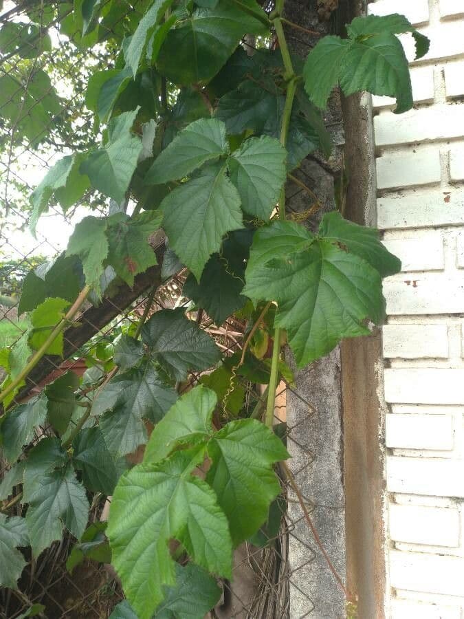 Cissus sulcicaulis 3