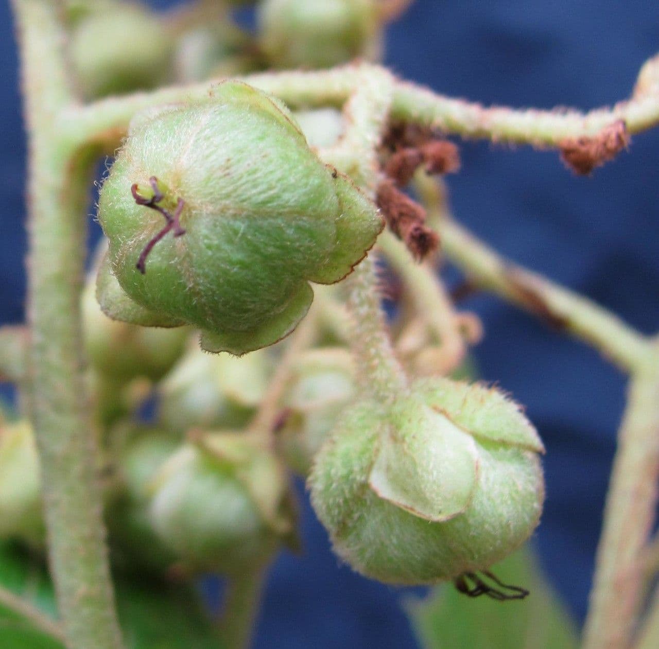 Saurauia 4