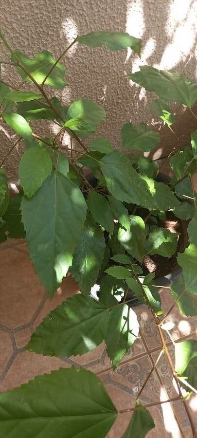 Hibiscus cispadanus 11