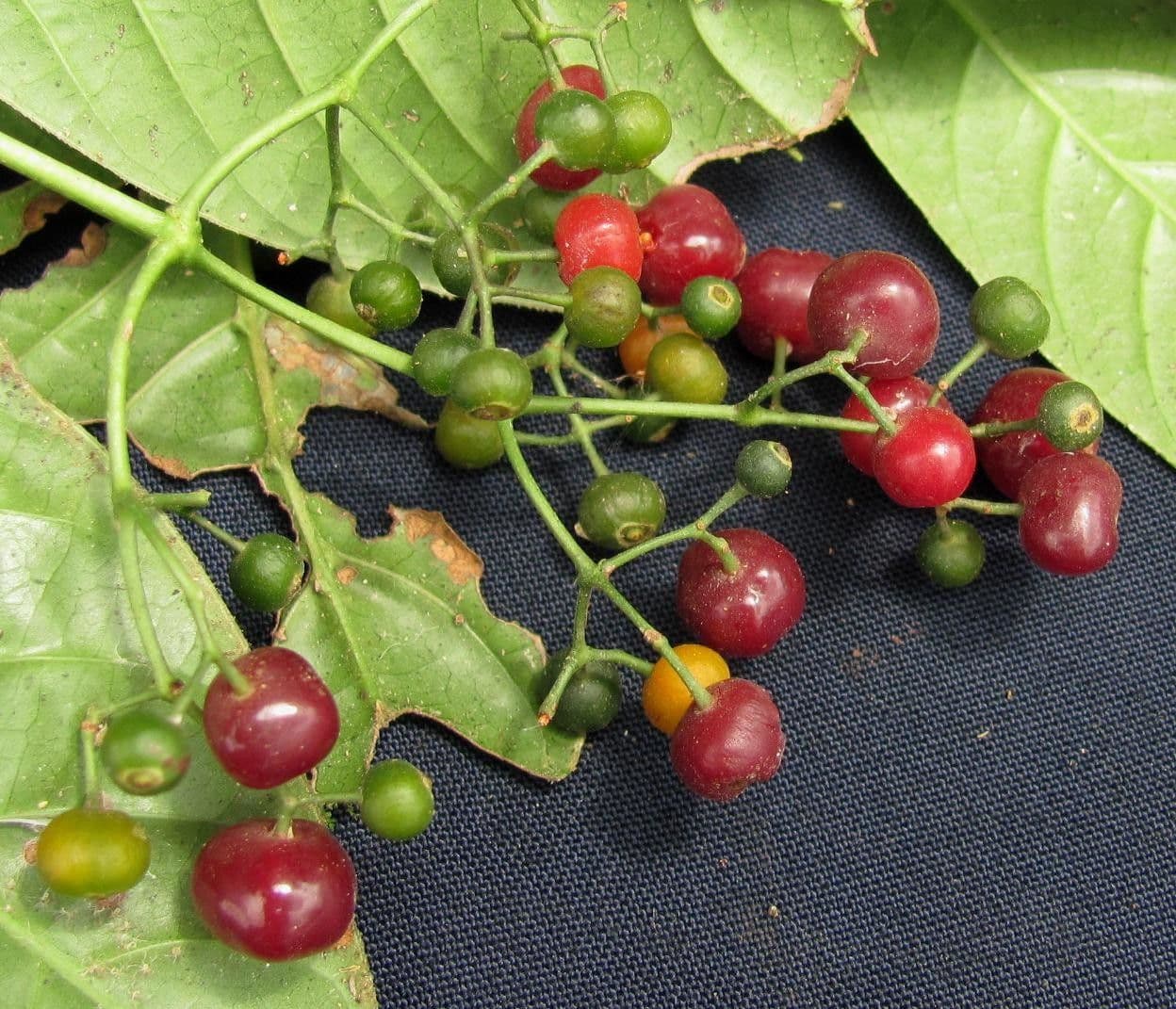 Psychotria 2