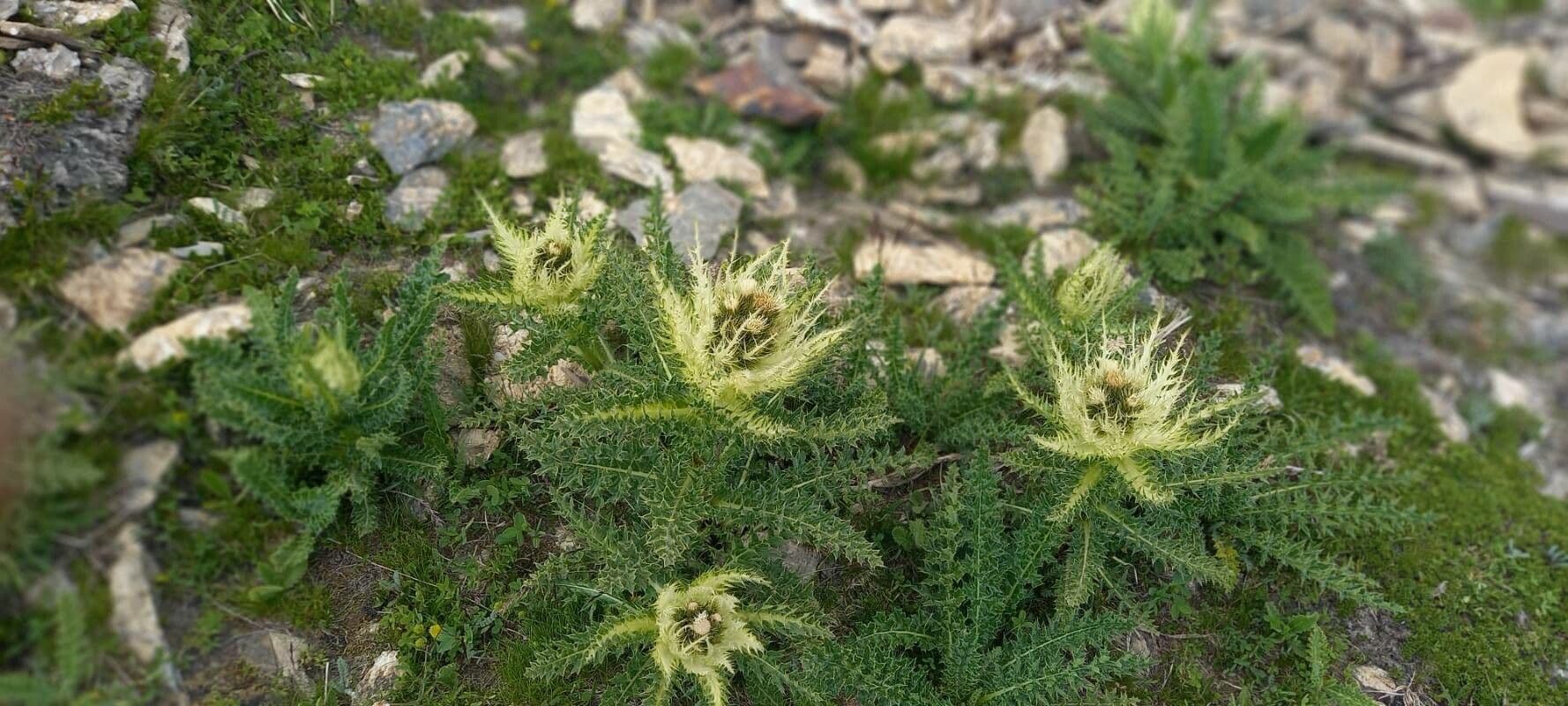 Cardo spinosissimo 15