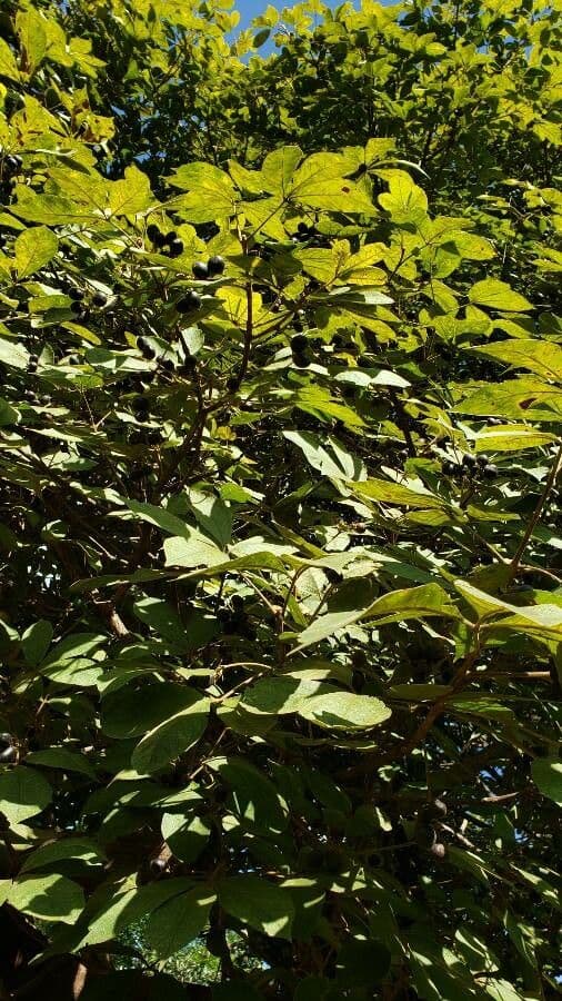 Vitex polygama 7