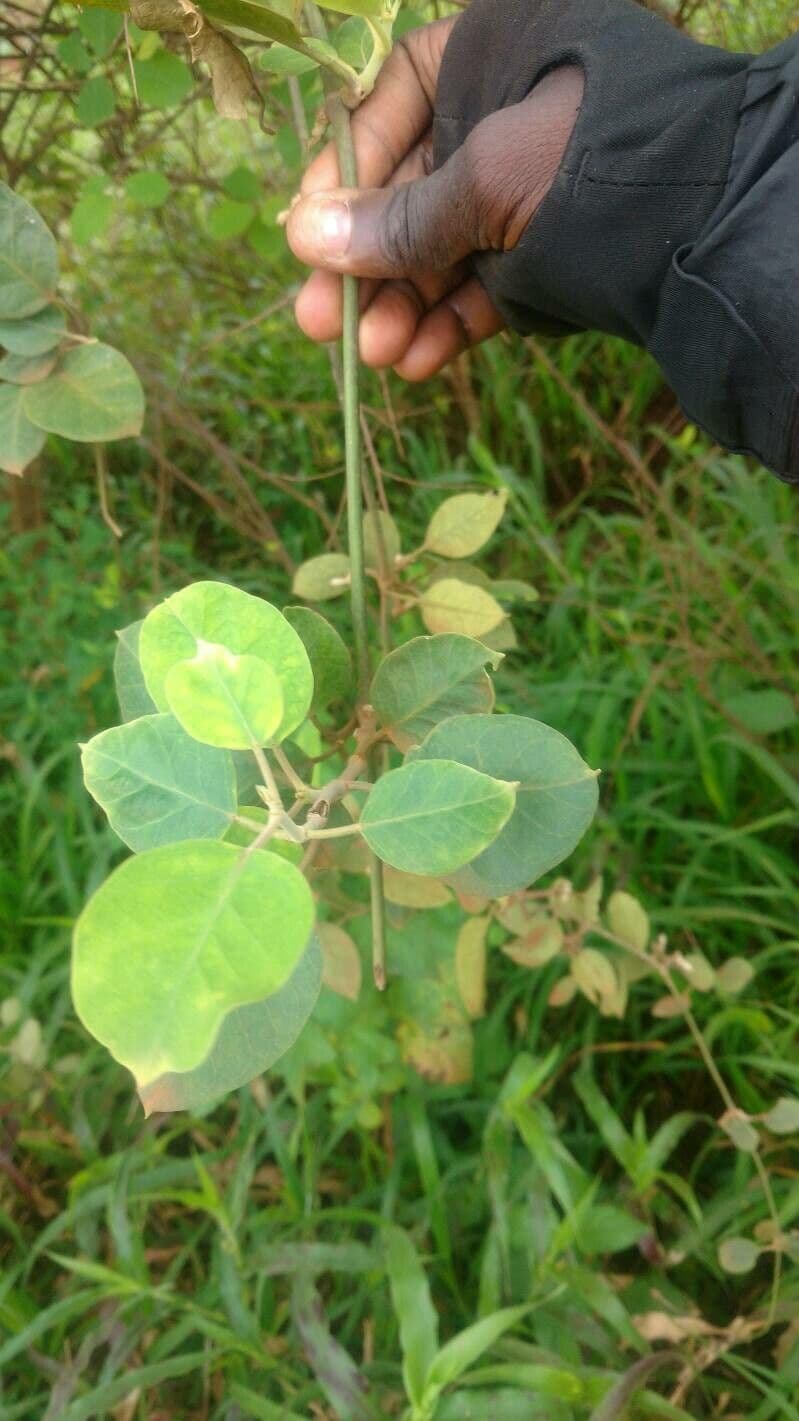 Croton punctatus 12