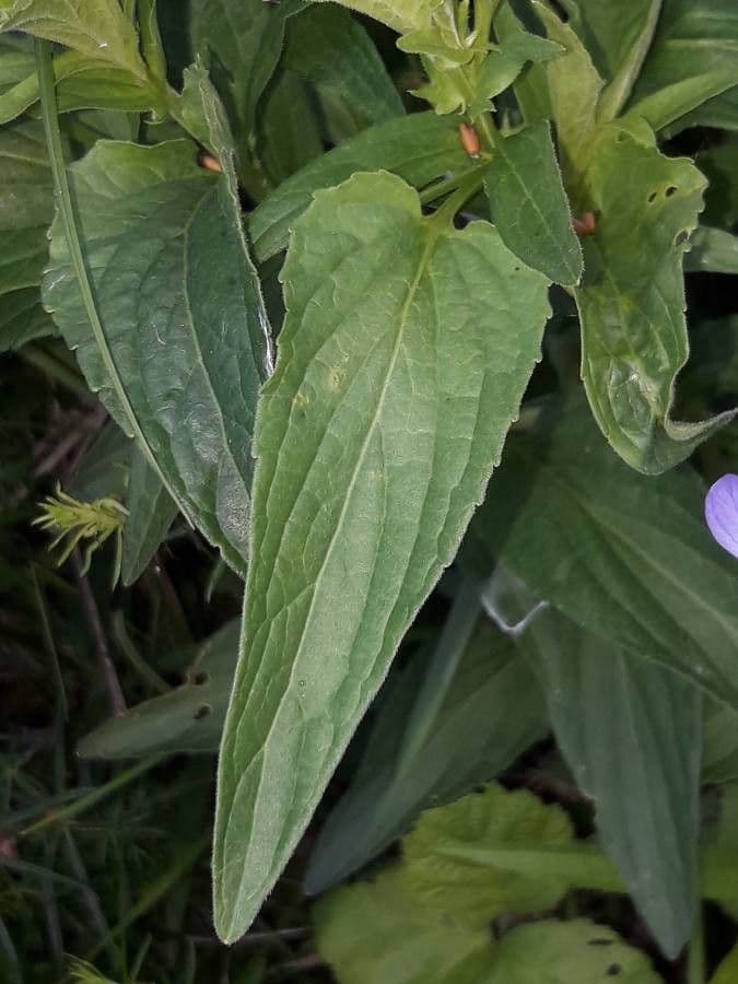 Viola elatior 19