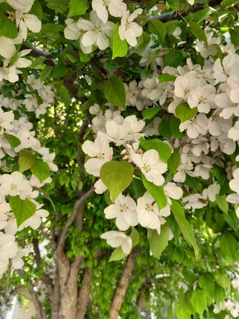 Melo da fiore del Giappone 28