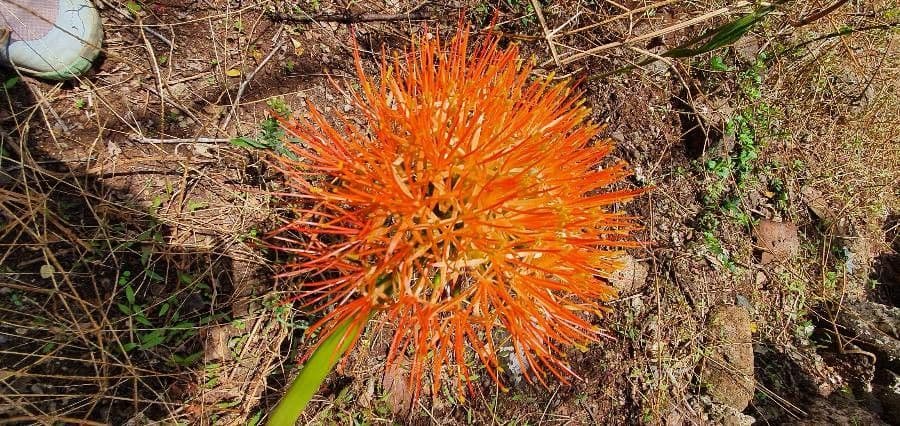 Scadoxus 6