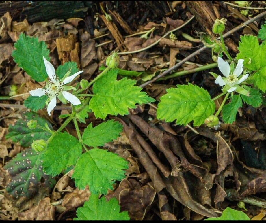Rovo ursino 11