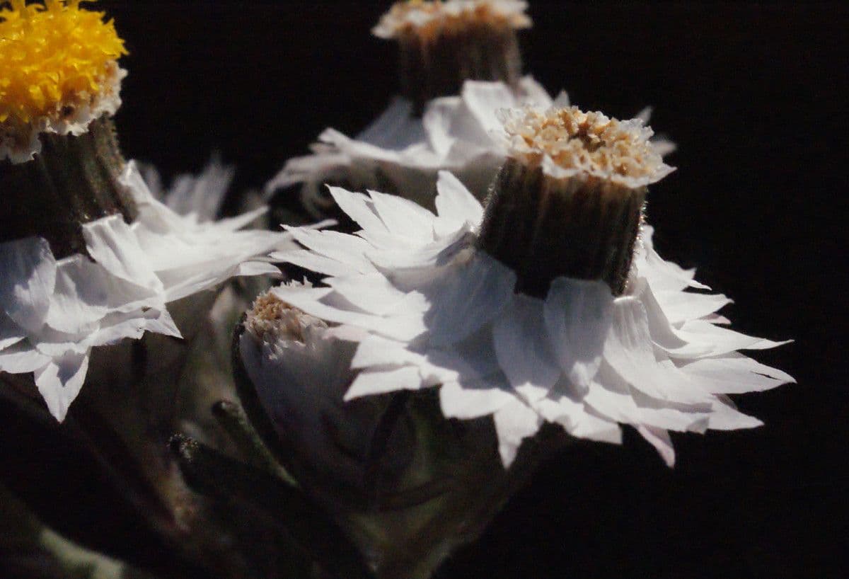 Waitzia profumata 5