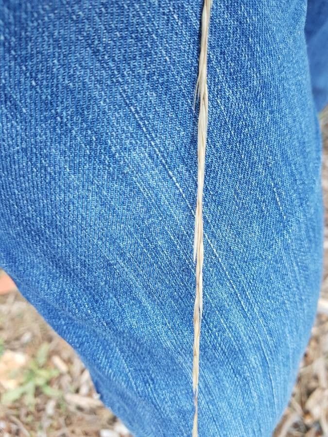 Festuca di Huon