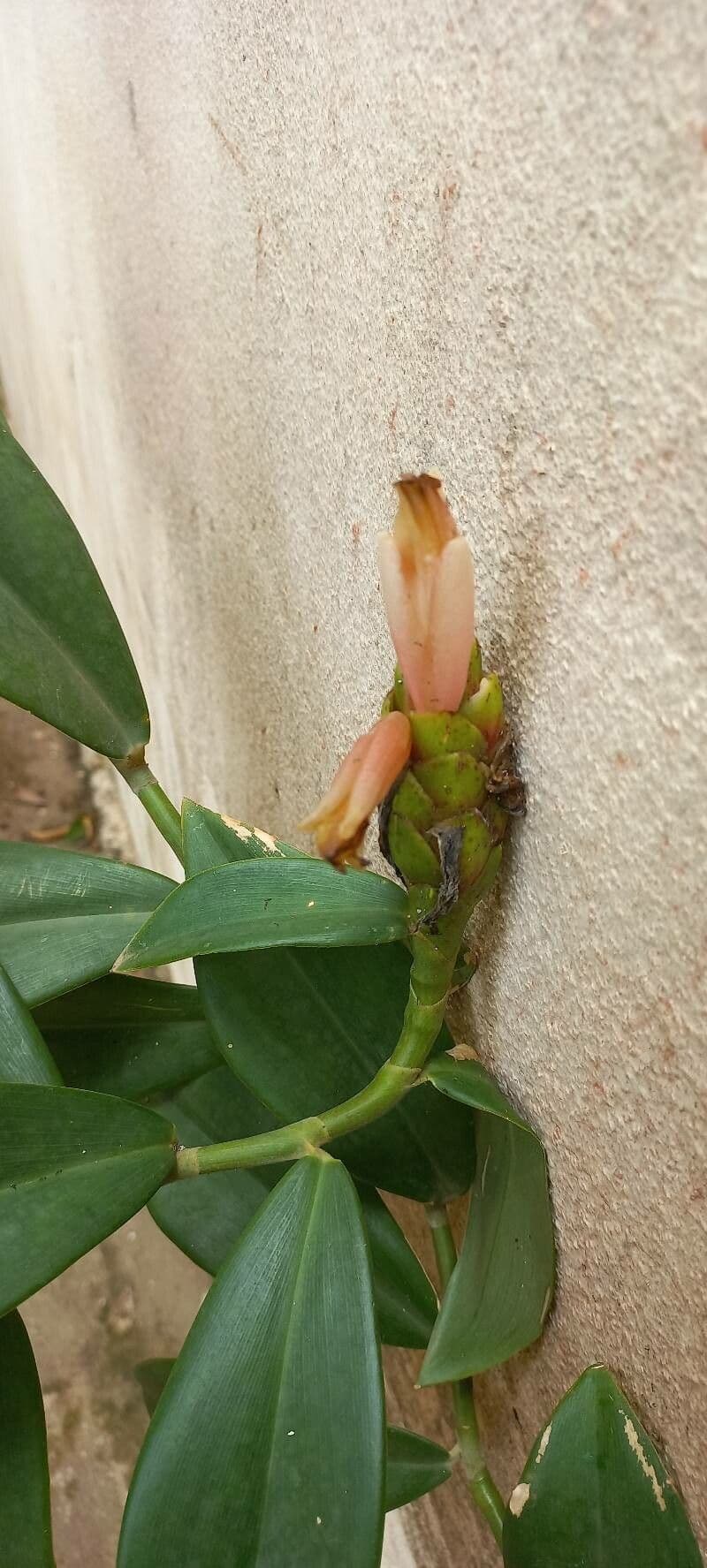 Costus 4