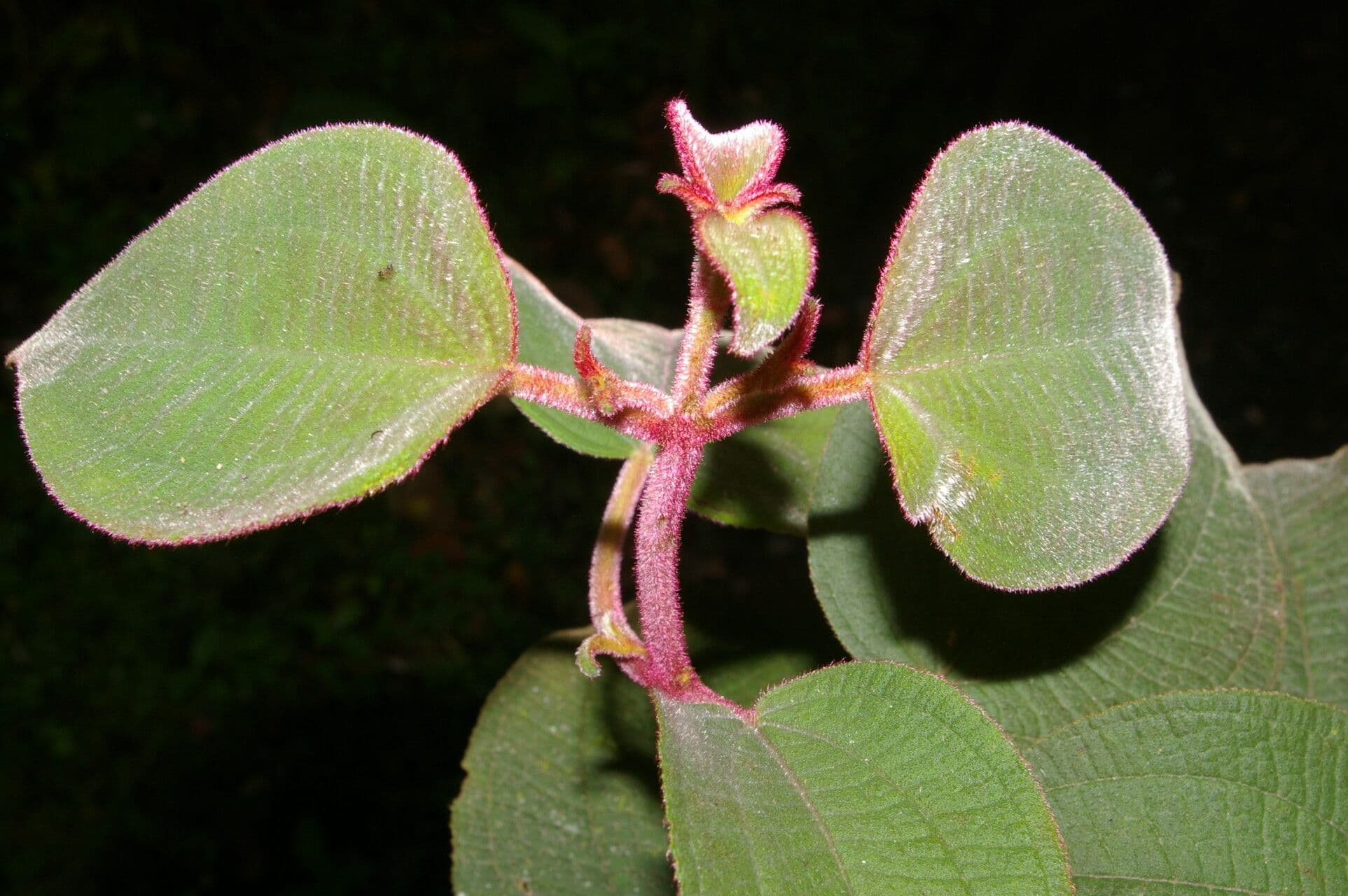 Miconia 7