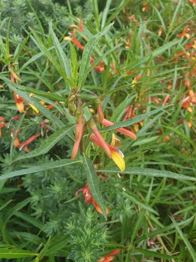 Lobelia lassiflora 7