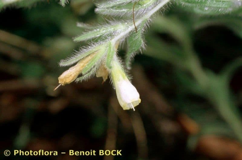 Onosma 5