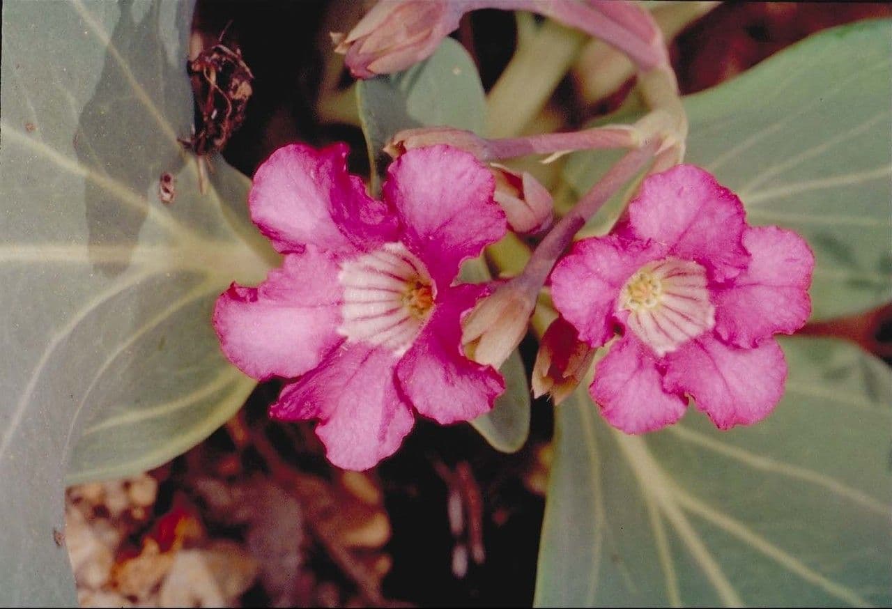 Cycladenia