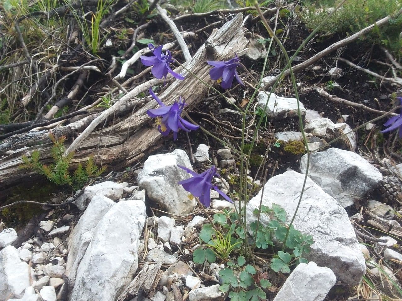 Bertolonis Akelei 6
