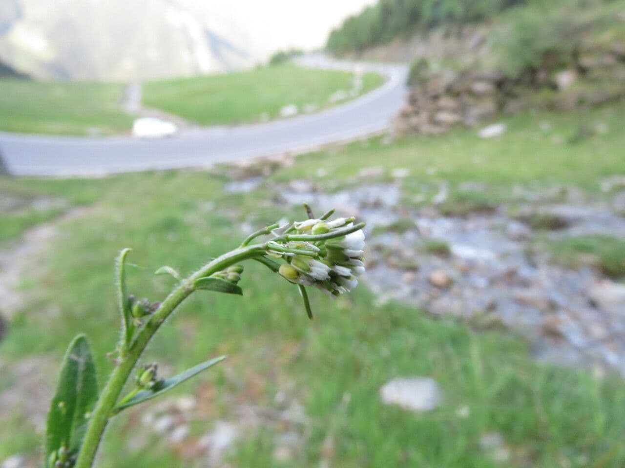 Arabis ciliata 7