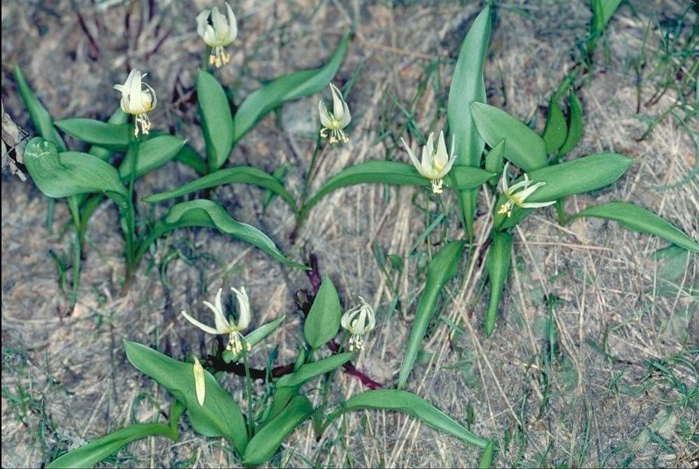 Klamath fawn-lily 6