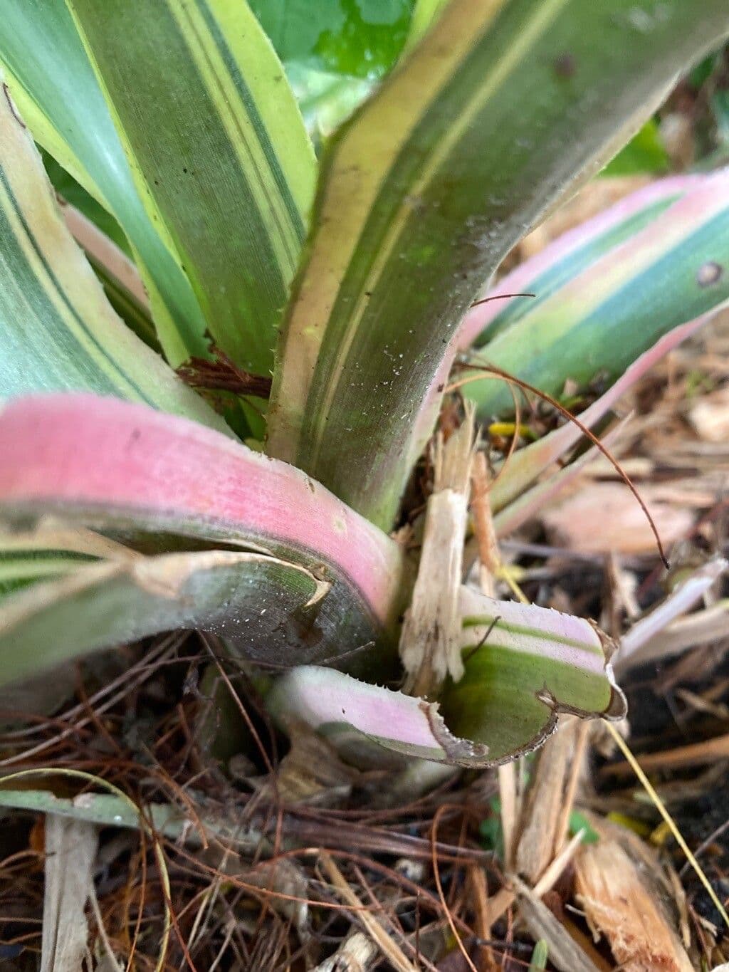 Aechmea 20
