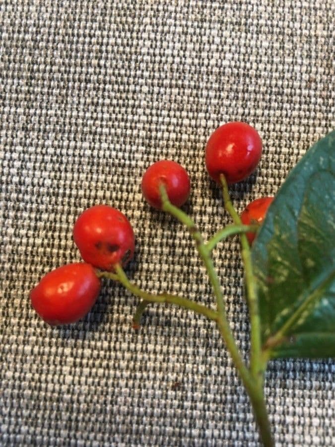 Cotonéaster 3