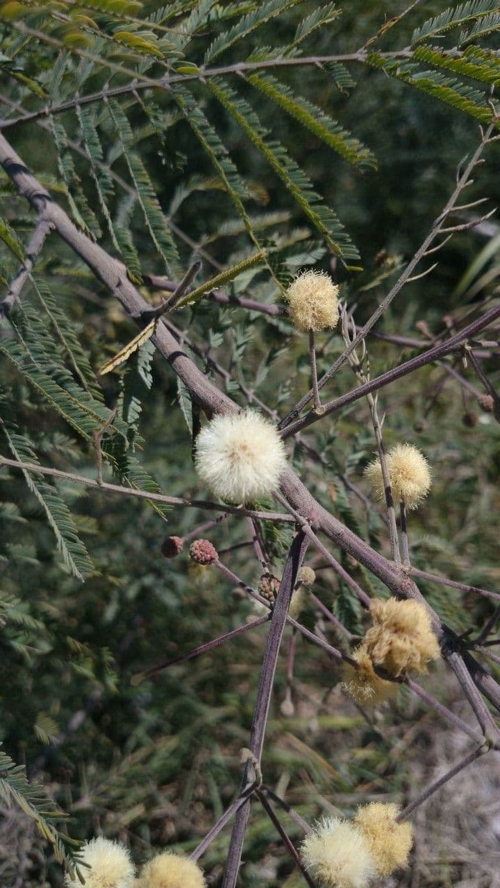 Senegalia berlandieri 12