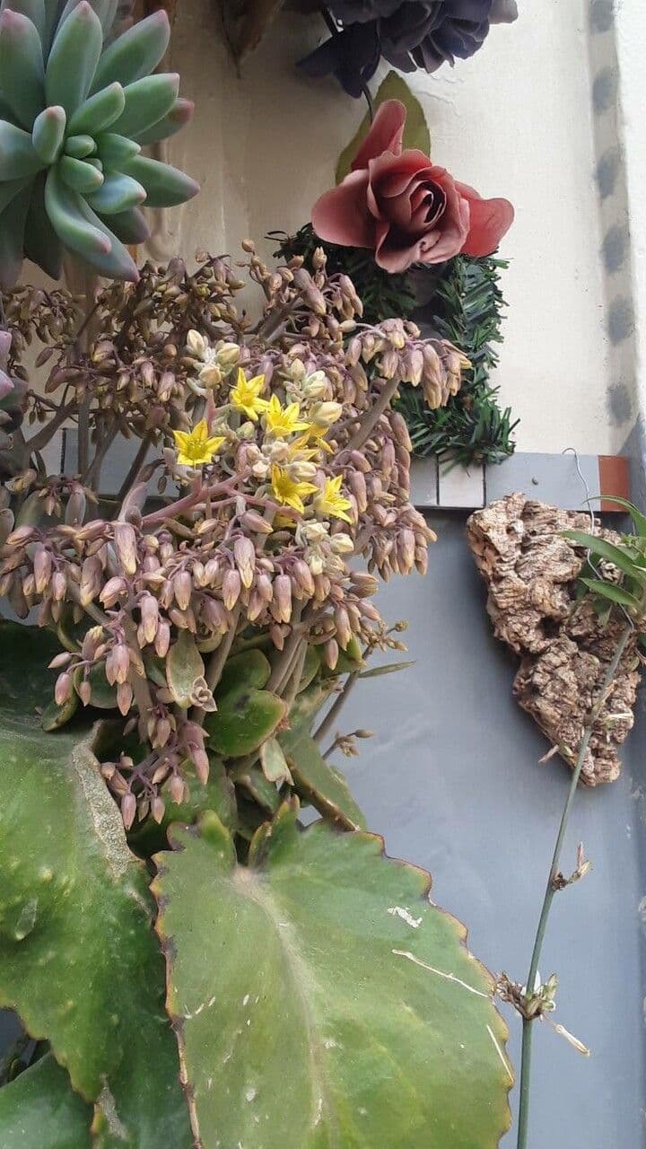 Borracina ottusa 12