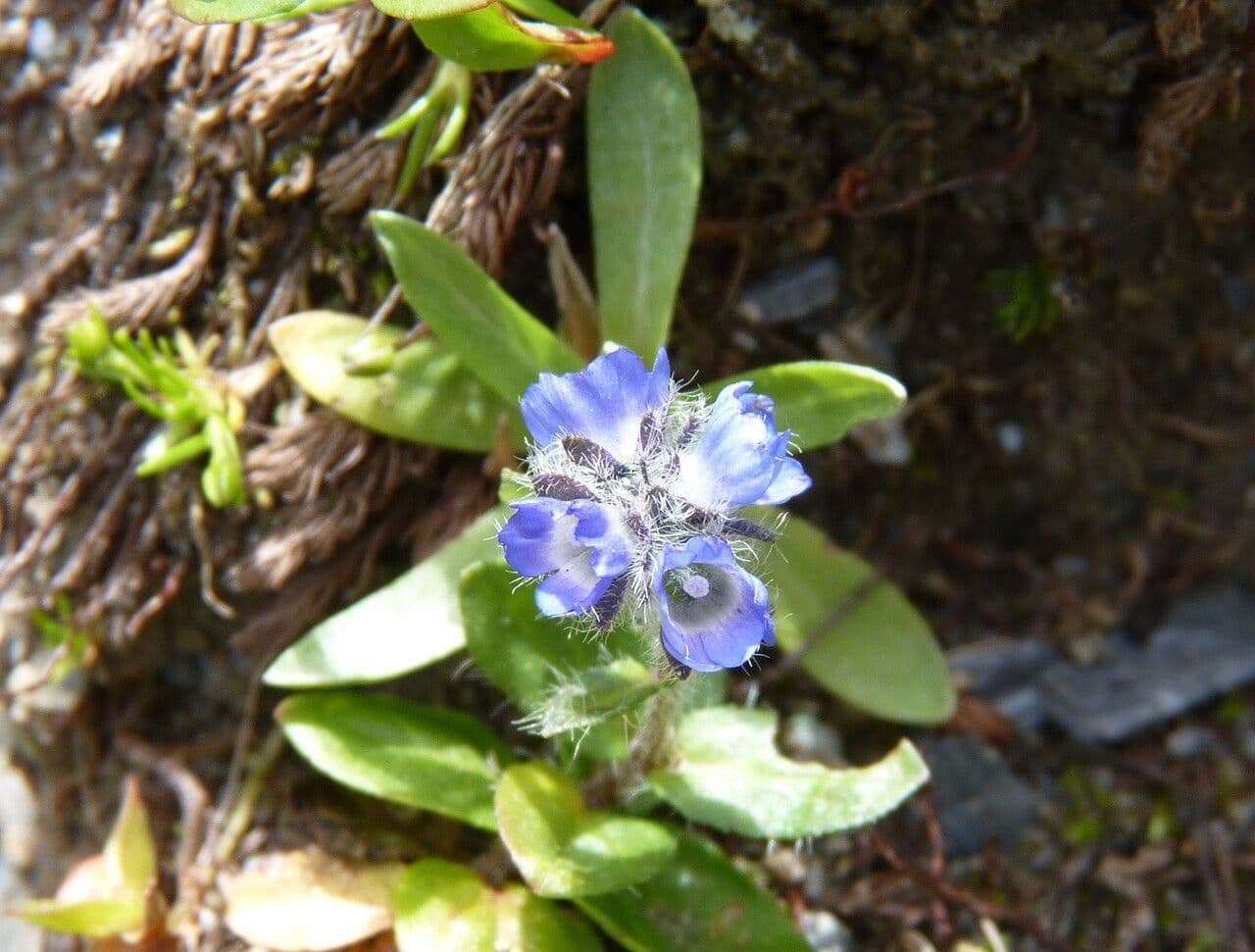 Veronica alpina 7