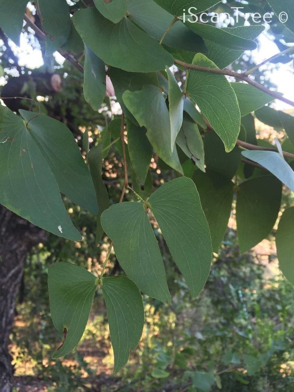 Mopane 5