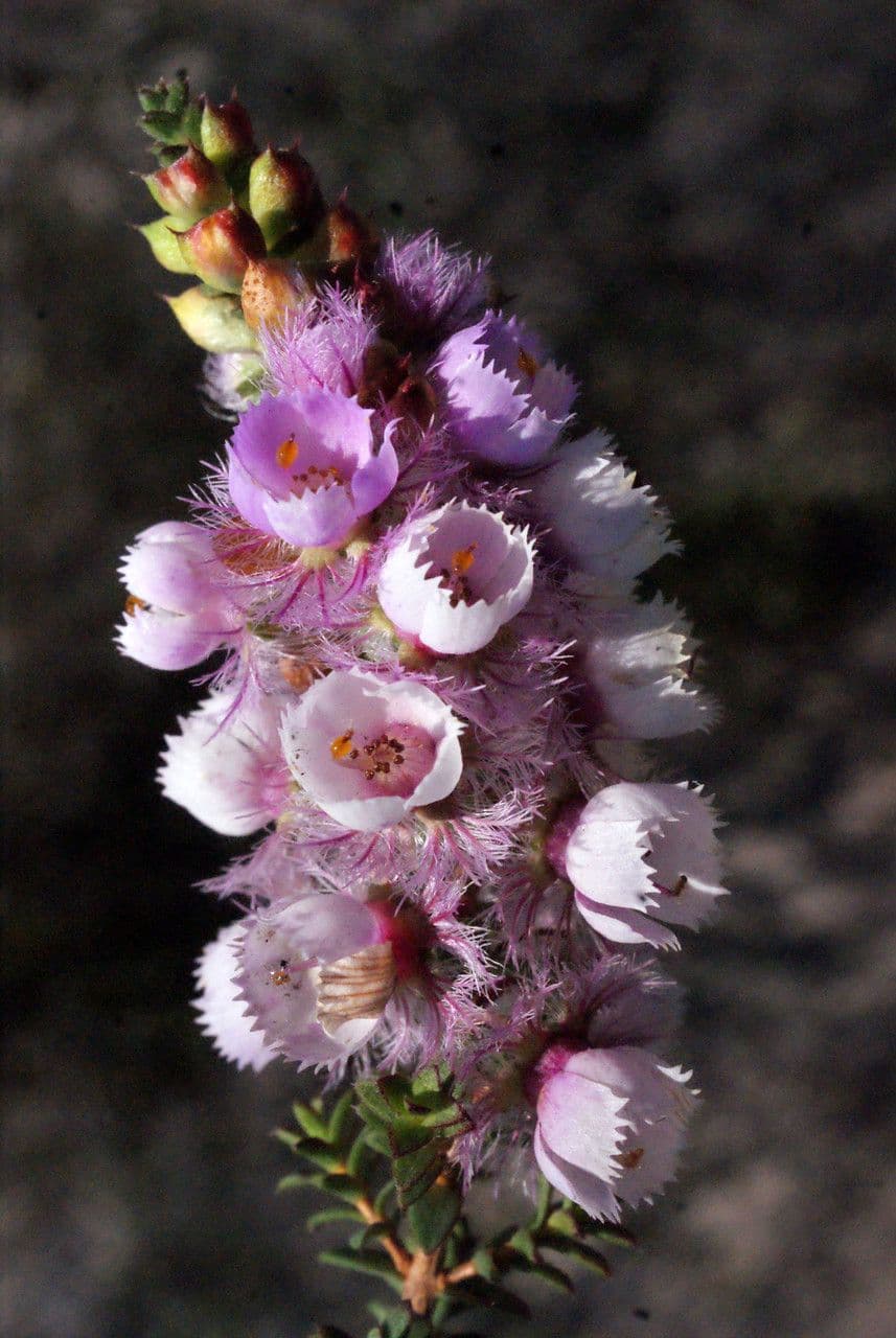 Verticordia plumosa 3