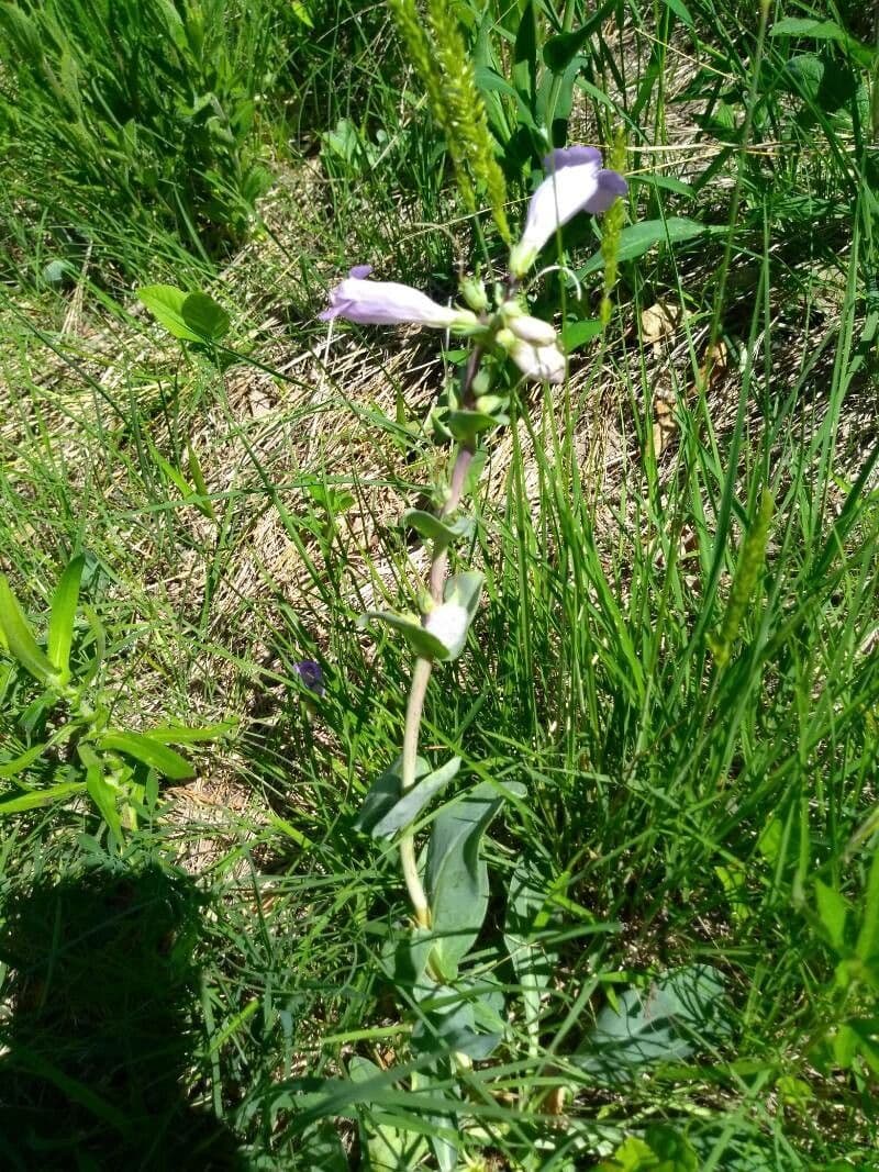 Penstemon grande 12