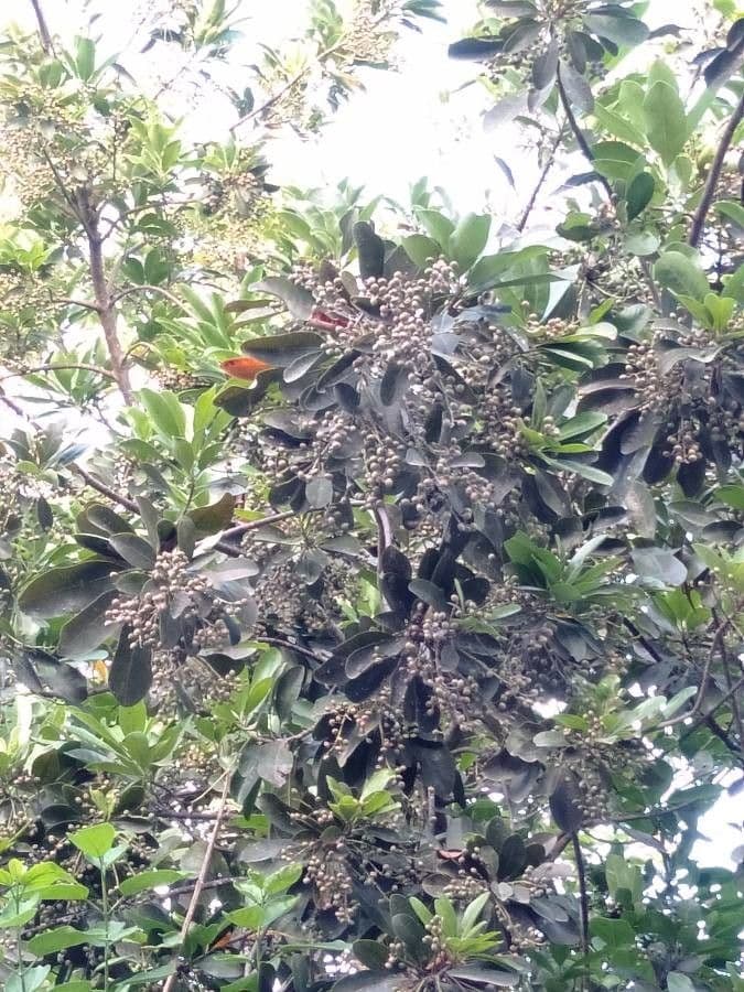 Buchanania arborescens 4
