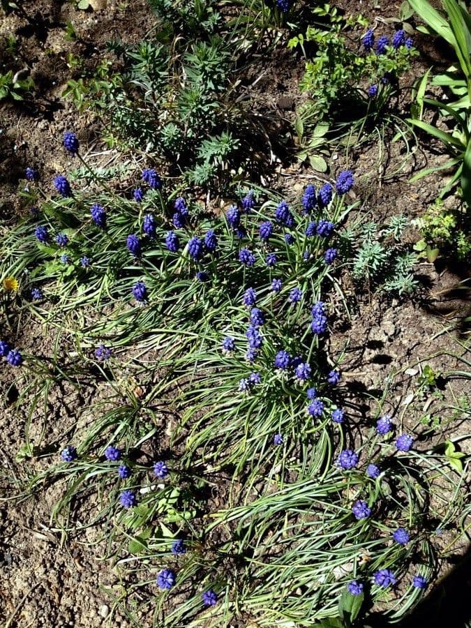 Muscari armeniaco 14