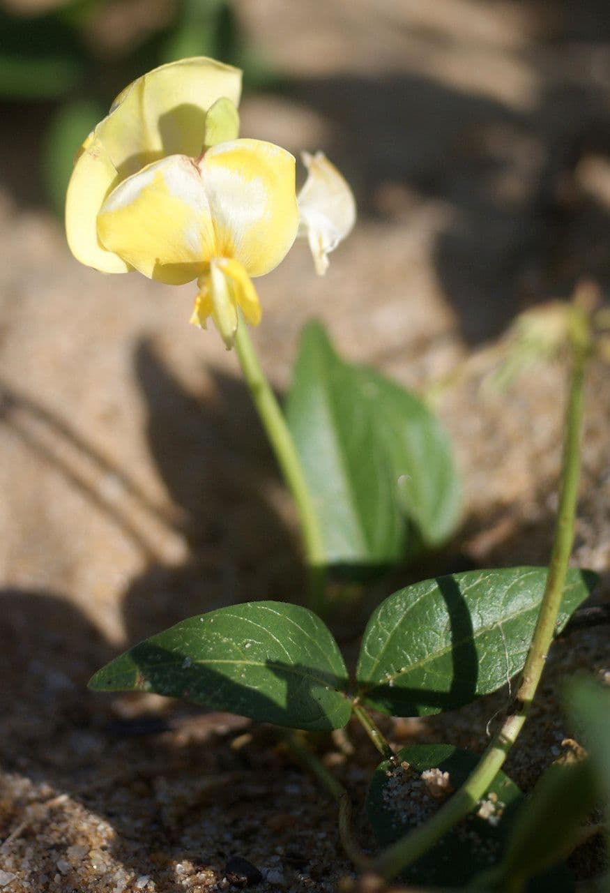 Vigna luteola 8