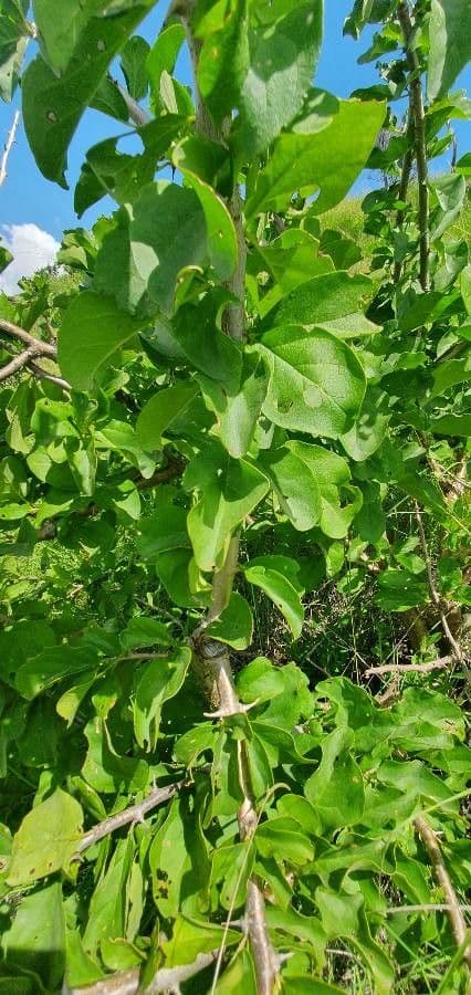 Sesamothamnus 19