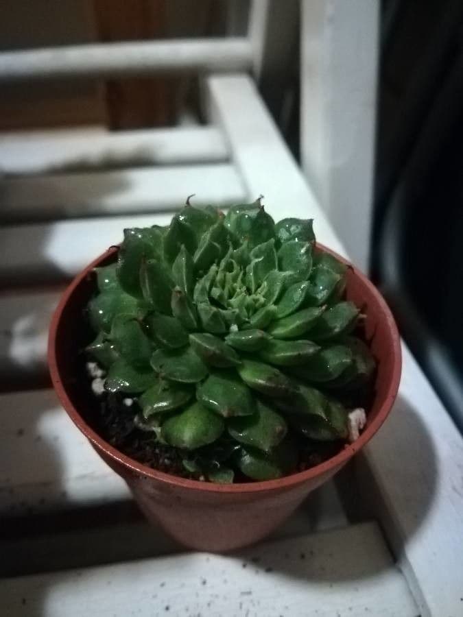 Orostachys