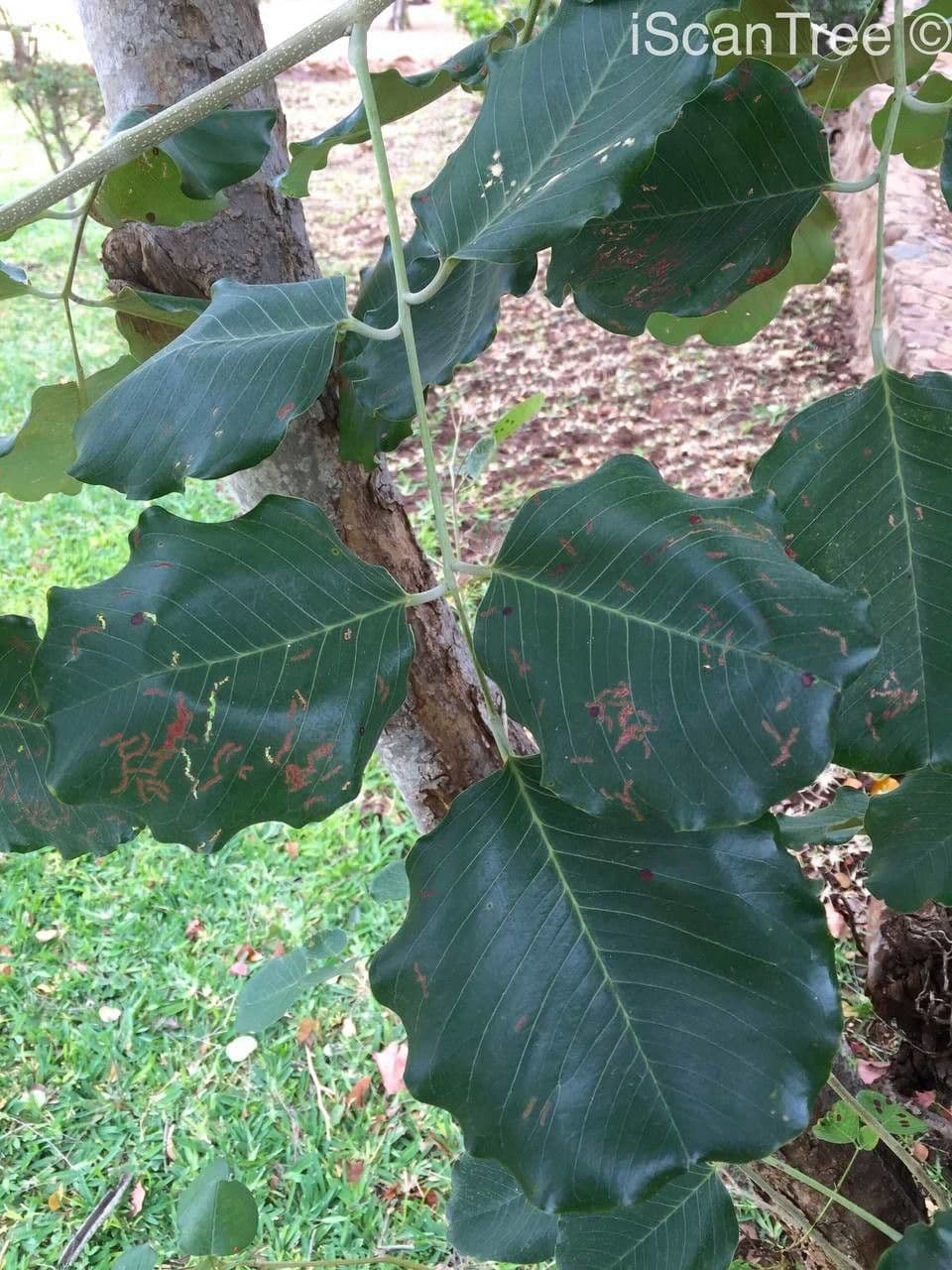 Hülsenbaum 13