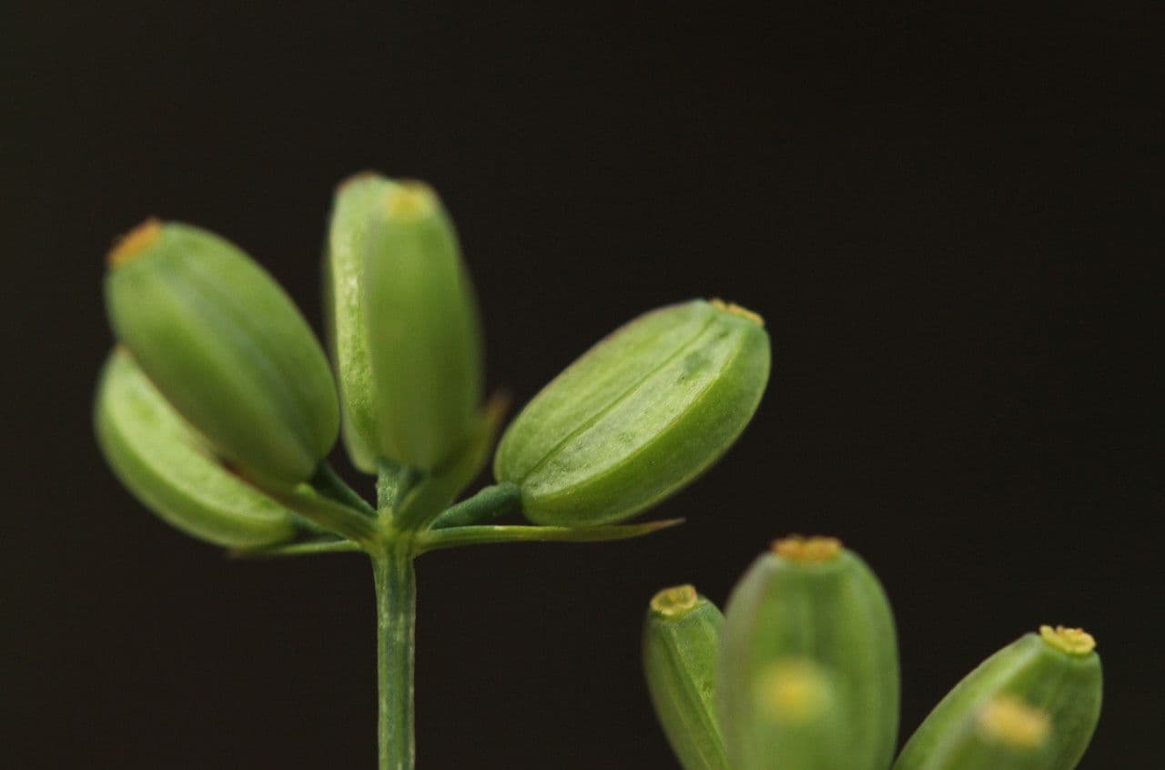Bupleurum 4