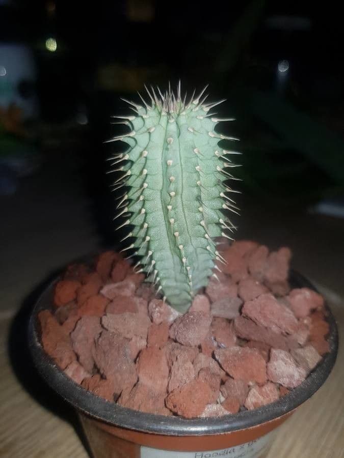 Hoodia 8