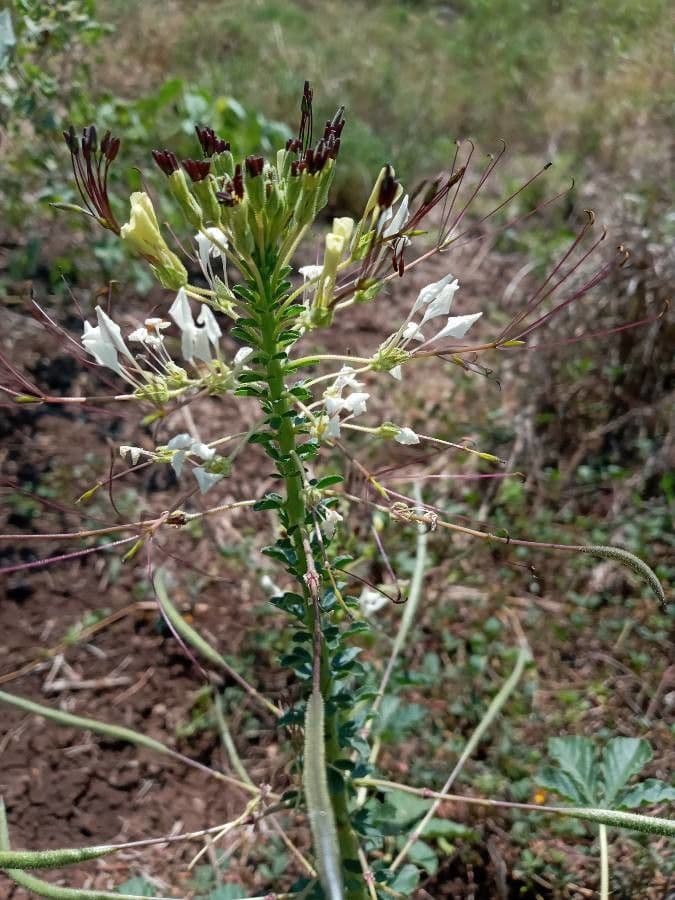 Cleome 6